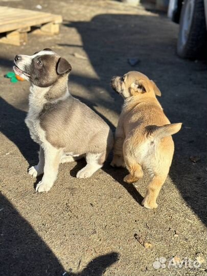 Щенок Джек для охраны