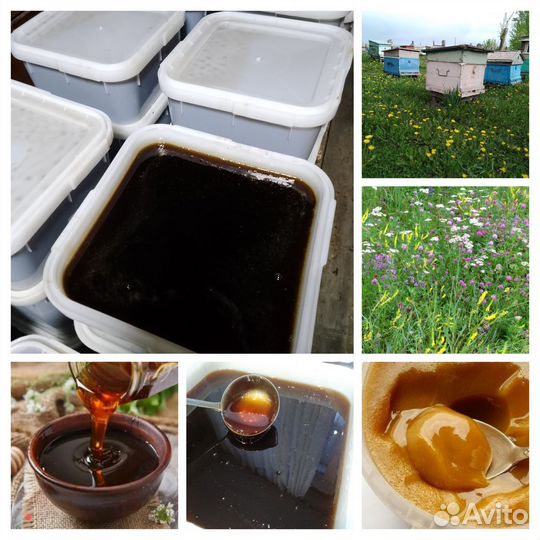 Мед с Алтая