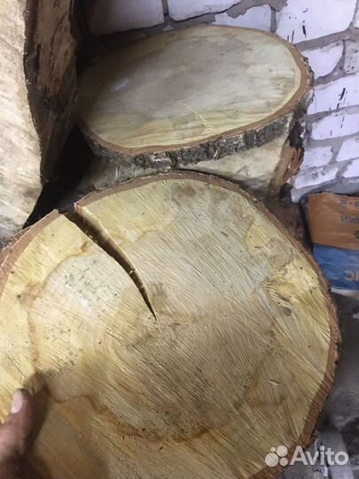 Торцевые спилы деревьев