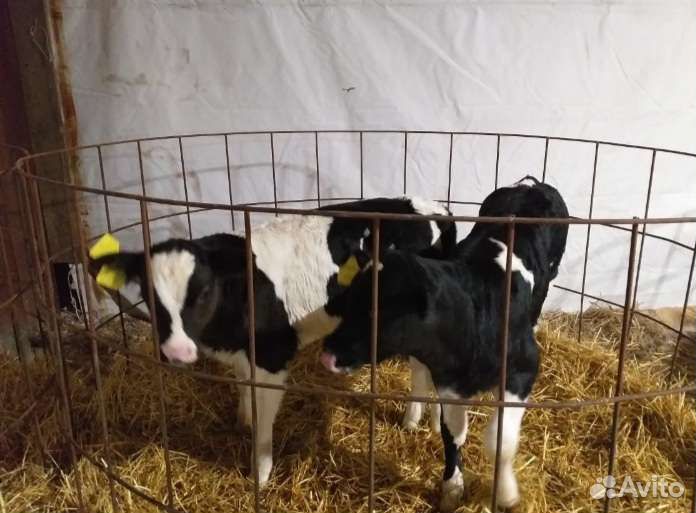 Телята бычки