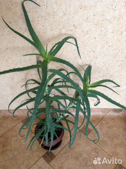 Алоэ лекарственный, взрослый побег без корней