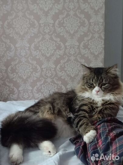 Кот на вязку
