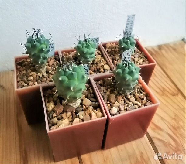 Кактусы: Турбиникарпус, Пелицифора