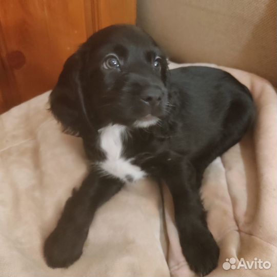 Щенки русского охотничего спаниеля