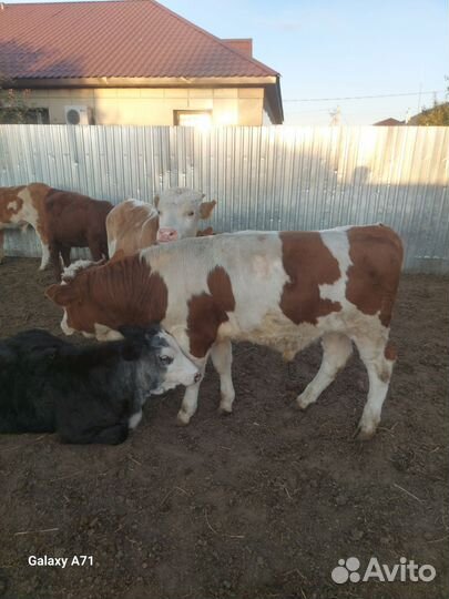 Бычки сементалы