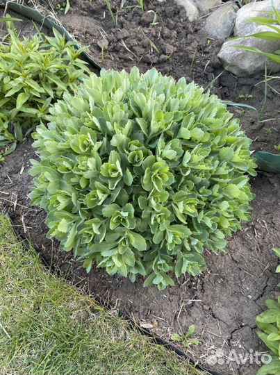 Лук декоративный, клубника ремонтантная,смородина