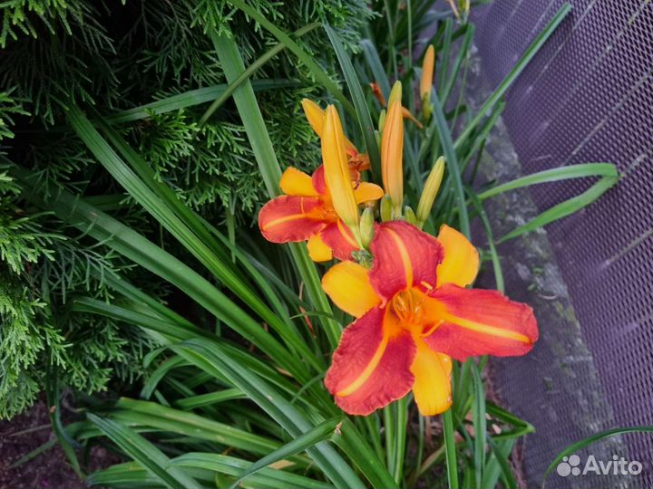 Лилейники сортовые махровые и лилия