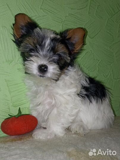 Бивер терьер. Бивер йорк. Девочка