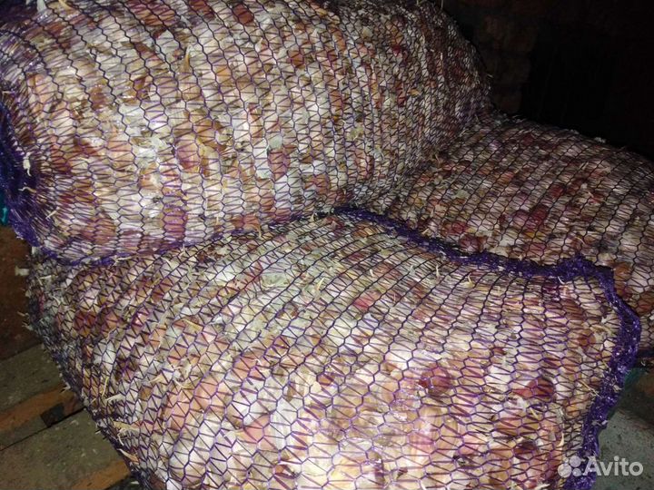 Чеснок зубок на посадку