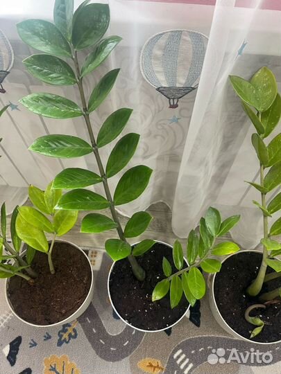 Замиокулькас