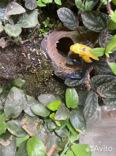 Цитронеллы