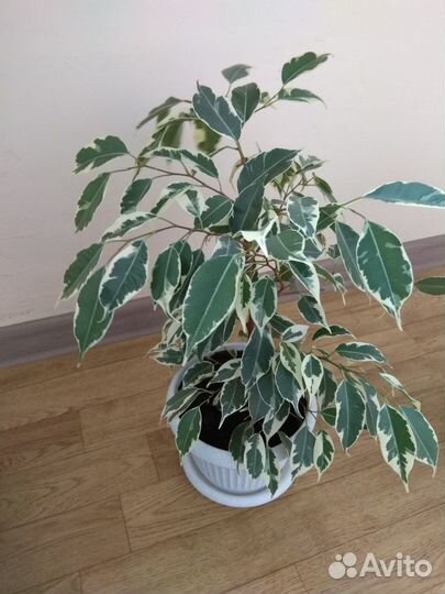 Фикус бенджамина