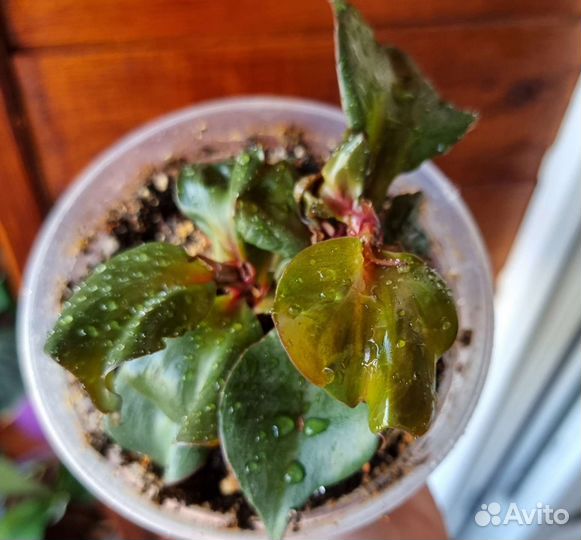 Филодендрон Блэк кардинал твист