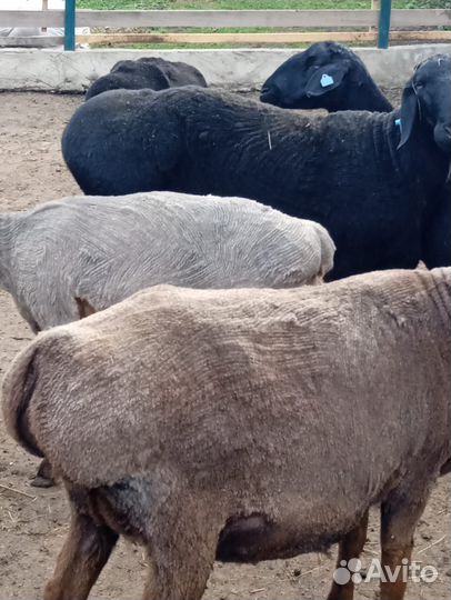 Бараны, овцы Гисарские