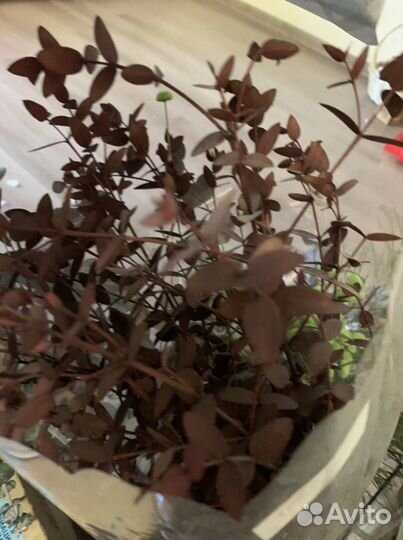 Стабилизированные цветы