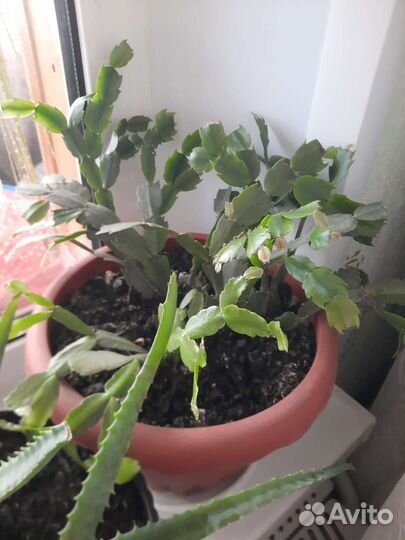 Домашние цветы