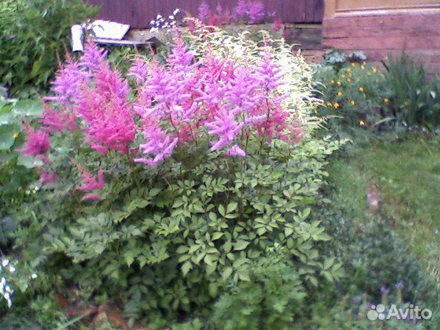 Многолетние садовые цветы