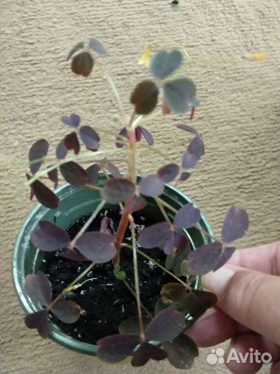 Кислица, шефлера