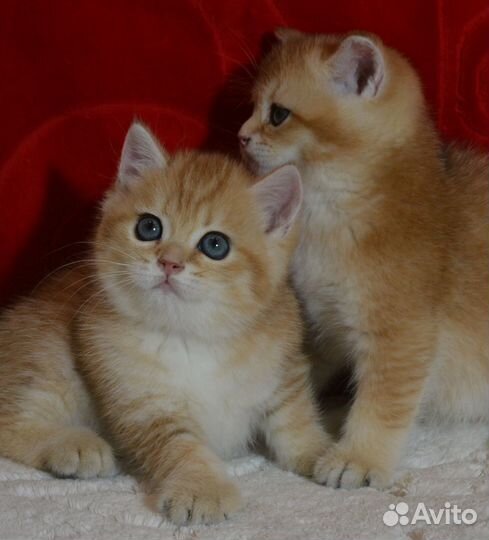 Золотые британцы