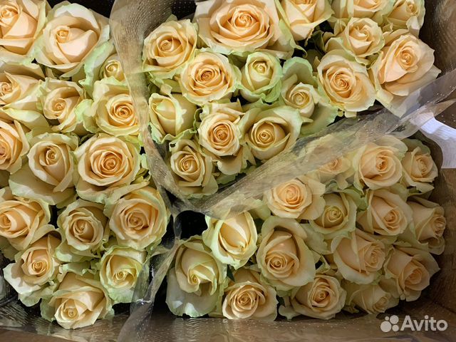 Розы российских комбинатов оптом для ип объявление продам