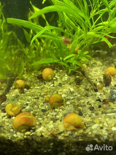 Аквариумные растения прополка
