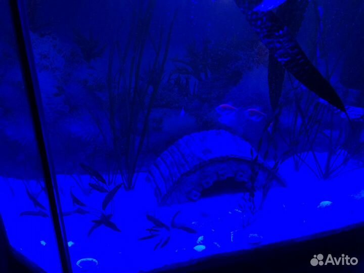 Аквариум