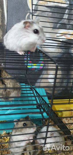 Джунгарский хомяк бесплатно