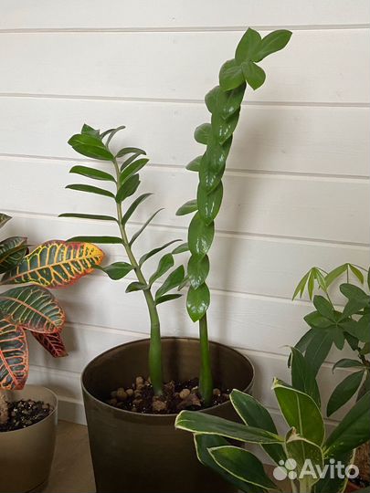 Замиокулькас