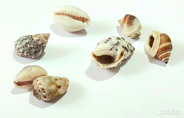 Декоративные ракушки