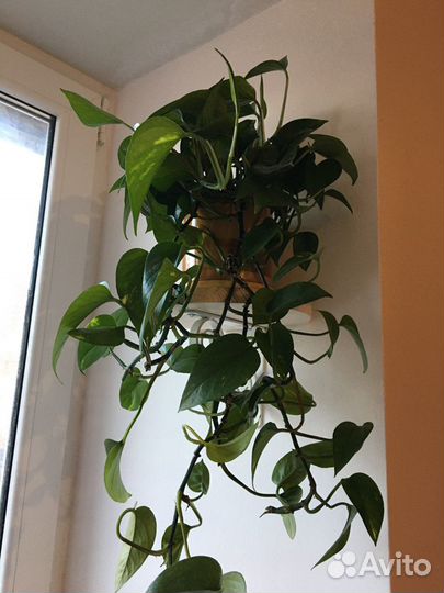 Вьющееся комнатное растение Сциндапсус