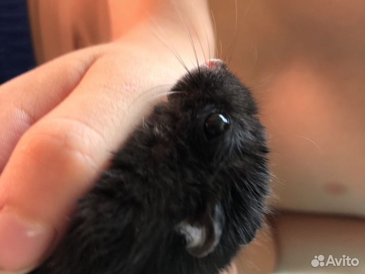 Джунгарский хомяк