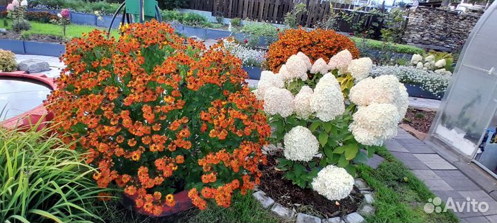 Гелениум Сальса