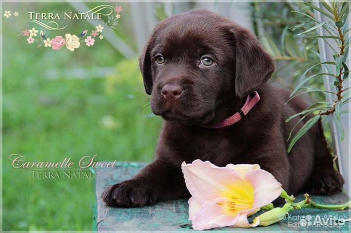 Проф.питомник предлагает