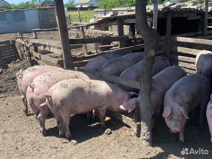 Свиньи ландрас