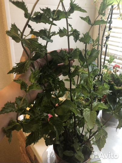 Мята многолетняя