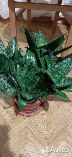 Сансевиерия