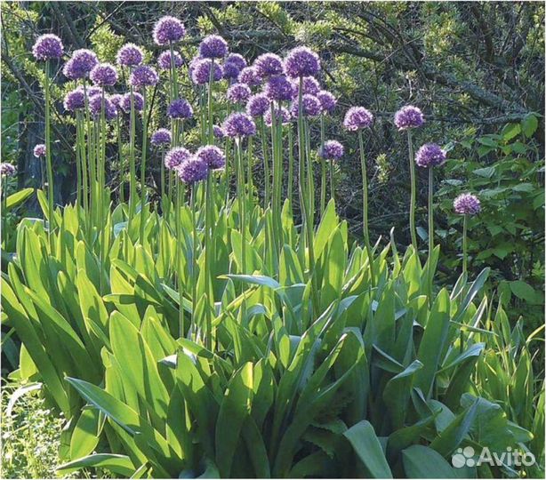 Безвременник, декоративный лук