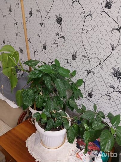 Комнатные цветы