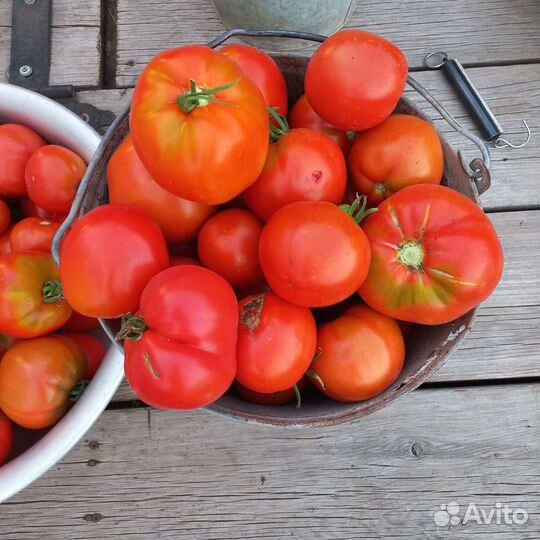 Семена томата СССР