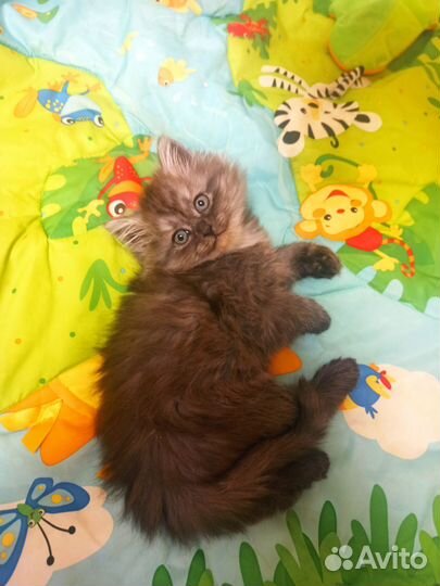 Персидские котята