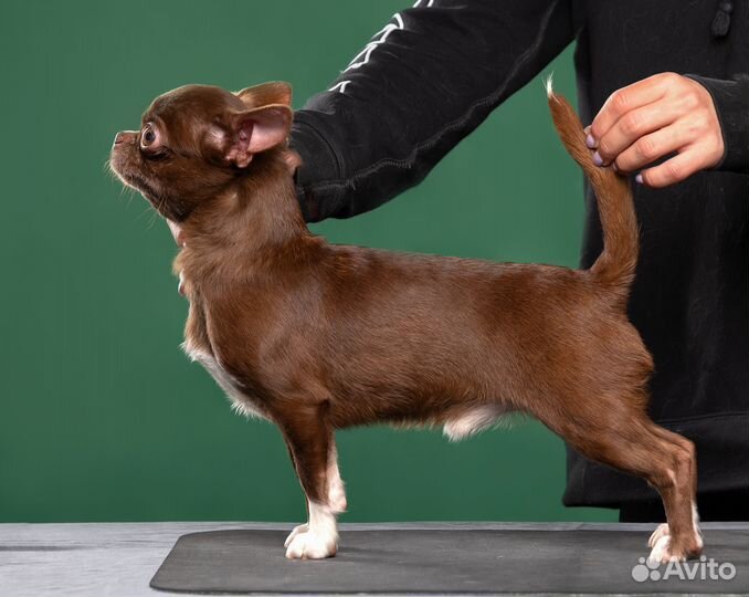 Вязка Кобели к/ш. РКФ. PLL 0/0