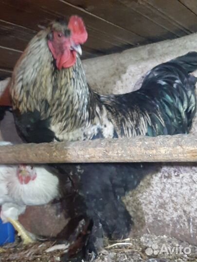 Молодые петухи