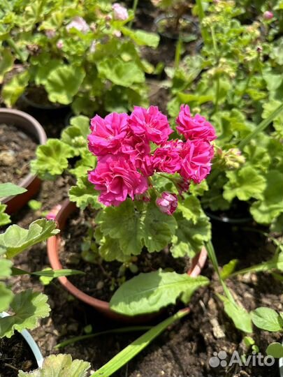 Пеларгонии сортовые