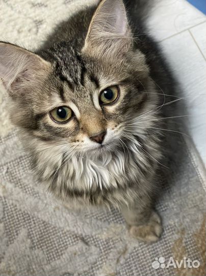 Кошечка в добрые руки