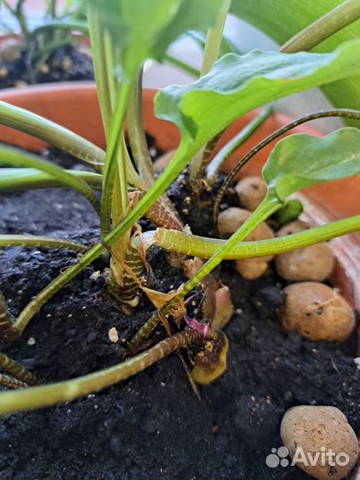 Комнатное растение