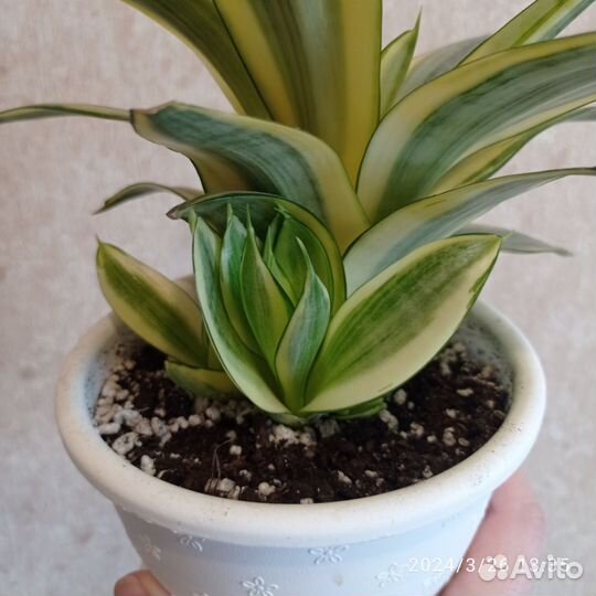 Сансевиерии сортовые