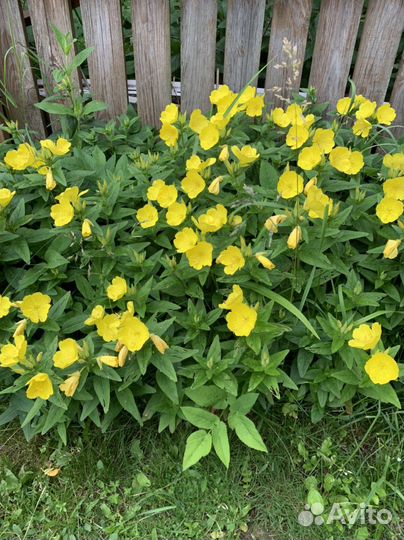 Многолетники для садовых участков