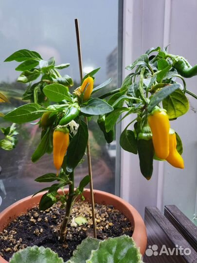 Перчик острый домашний