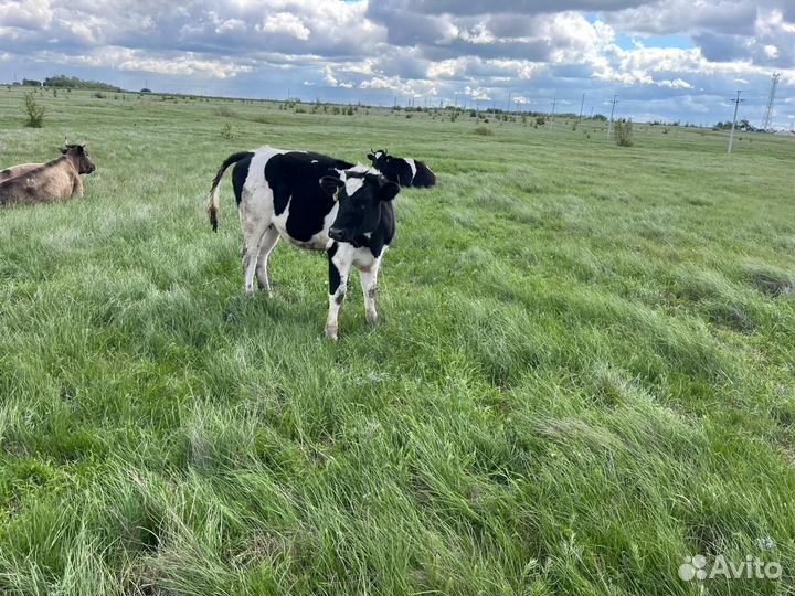 Телята бычки с 5 до 7 месяцев
