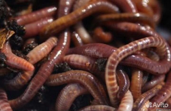 Черви для рыбалки